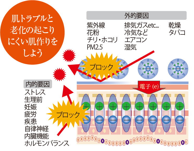 抗肌荒れ・エイジング肌理論